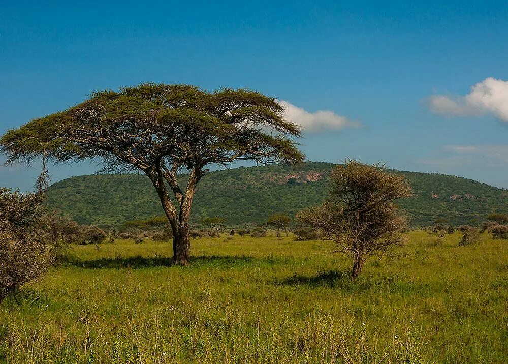 Редколесья южной америки. Характеристика саванны и редколесья. Саванны и редколесья австралии. Зона саванн в африке. Природная зона саванны и редколесья.