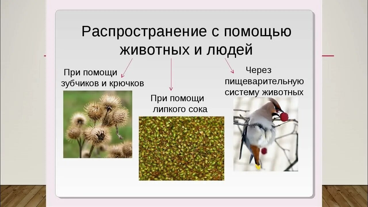 Плоды растений распространяются с помощью животных. Распространение семян с помощью животных и человека. распространение растений с помощью животных. распространение плодов и семян животными. животные распространители плодов и семян.