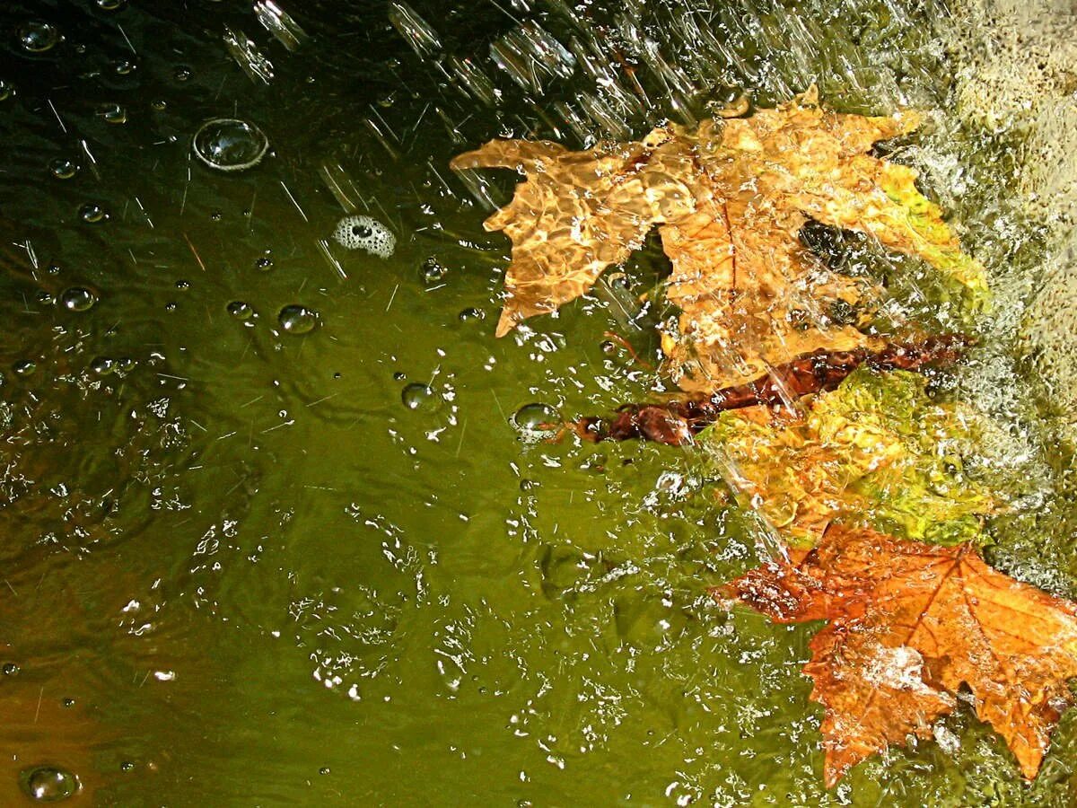 Осенние листья на воде. Осенний дождь. Осень дождь. Осень дождь листья. Осенняя музыка дождя