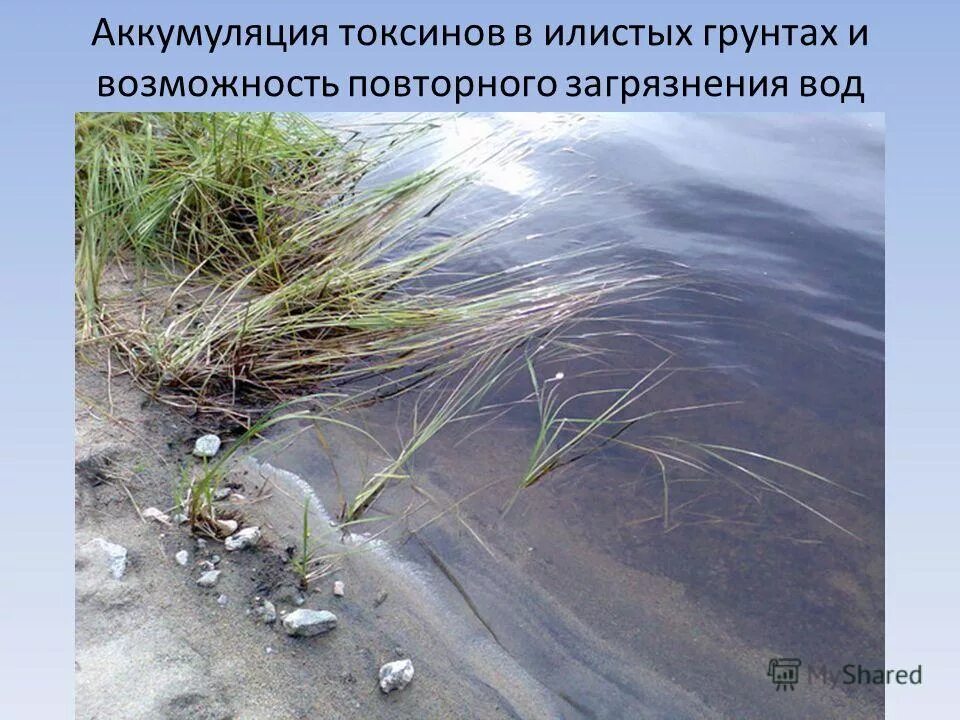 Водоемы с илистым дном. Илистое дно. Ил в озере. Ил в водоеме.