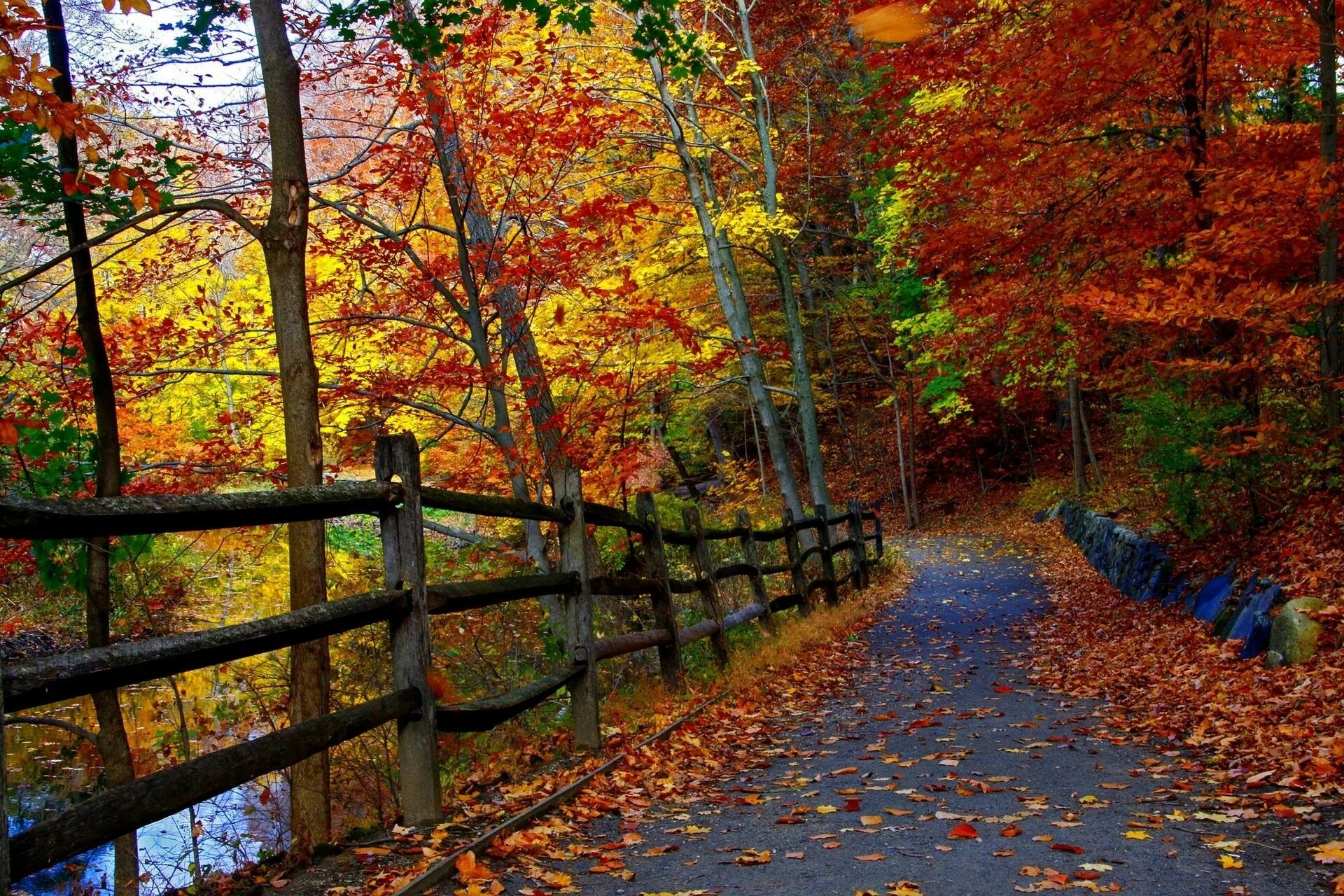 Красивая осень. Осенняя природа. Осенний пейзаж. Природа осень.