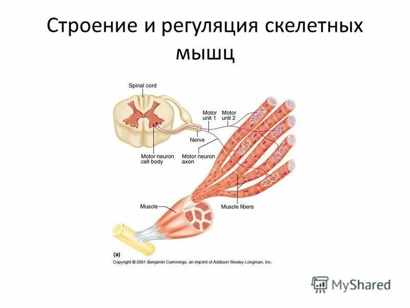 Обмен веществ в скелетных мышцах регулирует