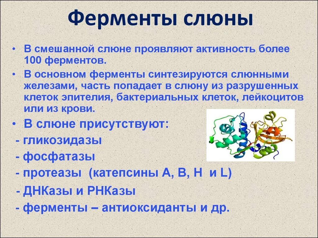 Обеззараживающее вещество слюны. Ферменты слюны. Протеолитические ферменты слюны. Ферменты смешанной слюны. Активность ферментов слюны.