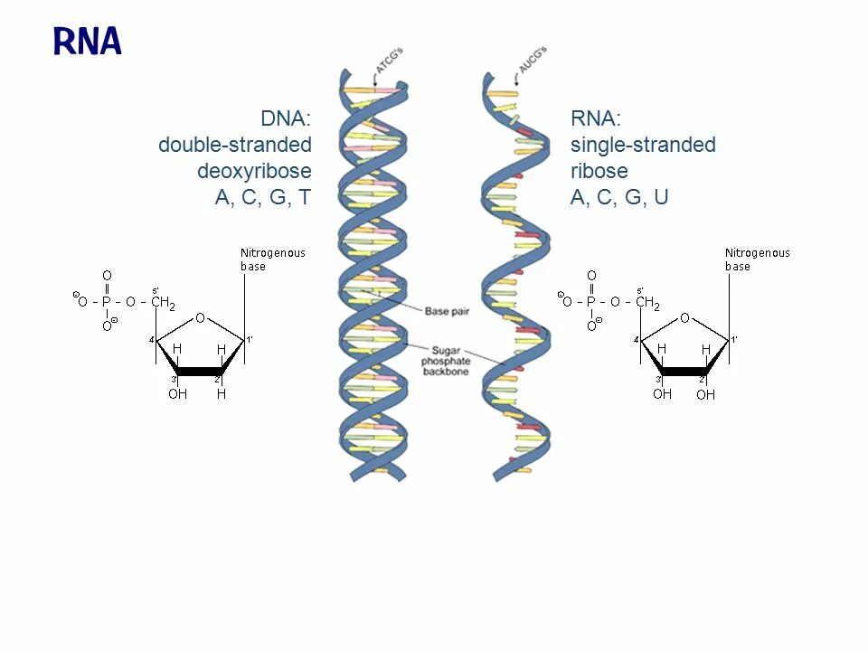 DNA vs RNA. ДНК vs РНК. Properties DNA and RNA. ДНК И РНК на прозрачном фоне.