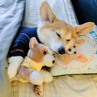 Корги обои