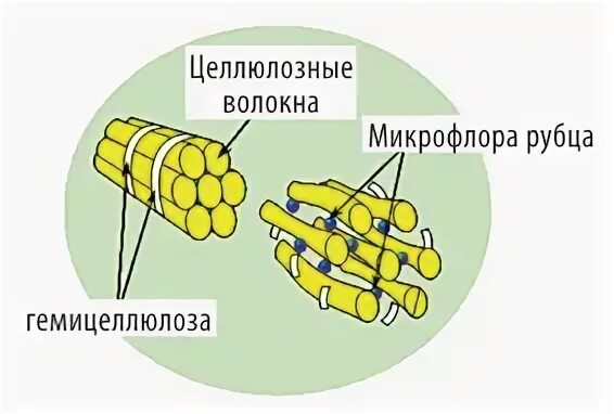 Рубцовые бактерии. Микрофлора рубца жвачных. Микроорганизмы рубца. Микроорганизмы в рубце жвачных. Микрофлора рубца.