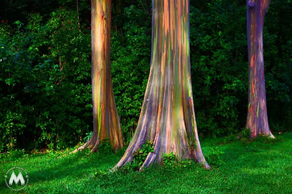 Go tree