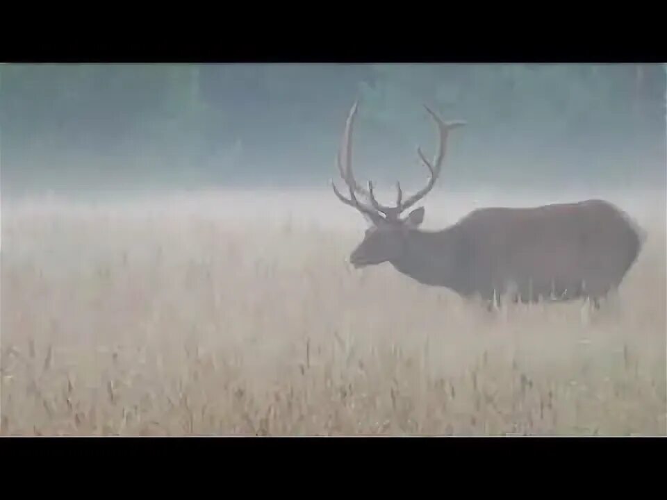 Олене бык. Туман от быка зимы. Бык в тумане на морозе. Медведь олень бык на кольце в Пойковский.