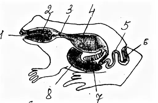 Система пищеварительной системы лягушки. Пищеварительная система амфибий. Схема пищеварительной системы лягушки рис 129. Система пищеварения земноводных.