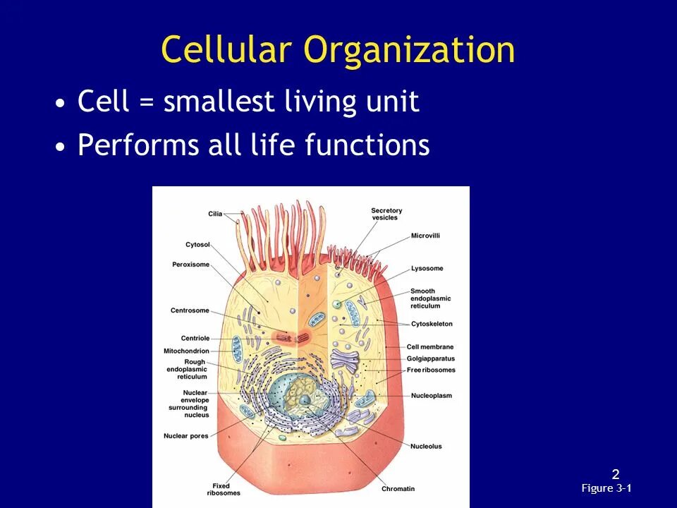 Cell Organization. Cellular. Как переводится Cellular. One Cell. Function life