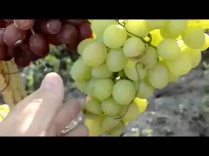 Виноград вкусный форум