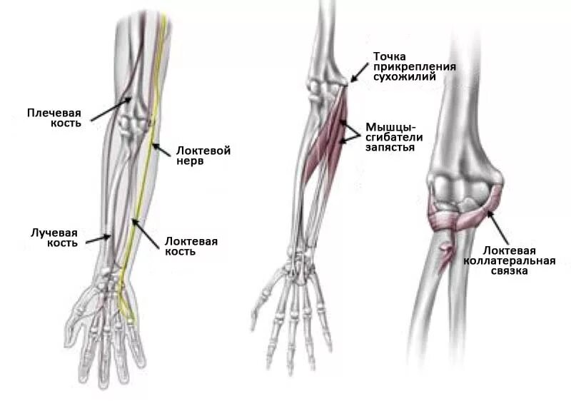 Кости локтевого сустава анатомия. Кости локтевого сустава человека анатомия. Кости предплечья анатомия. Локтевой сустав и кости предплечья. Болят лучевые кости почему