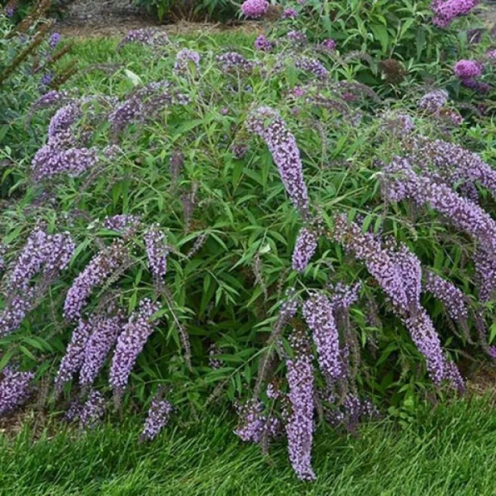 Буддлея Вистерия Лейн. Буддлея Давида. Buddleja davidii Wisteria Lane. Буддлея Давида Wisteria Lane. Буддлея Давида фиолетовая. Буддлея давида купить