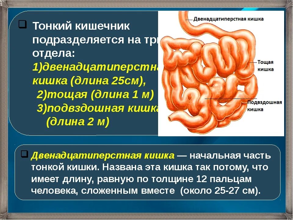Содержимое тонкой кишки продвигается в ней благодаря. Функции тонкого кишечника и двенадцатиперстной кишки. тонкая кишка анатомия функции. 3 отдела тонкого кишечника.