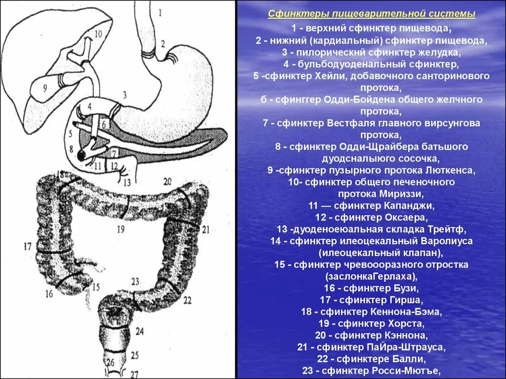 Сфинктеры пищеварительной системы схема. Свинктнеры желудочнокиечного тракта. Сфинктери пишеварителний система. Сфинктеры пищеварительной трубки.