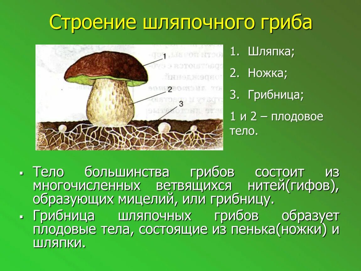 Роль деревьев в жизни грибов заключается. Строение шляпочного гриба 3 класс. Грибы строение шляпочных грибов. Схема шляпочного гриба 3 класс. Строение шляпочного гриба 5 класс.