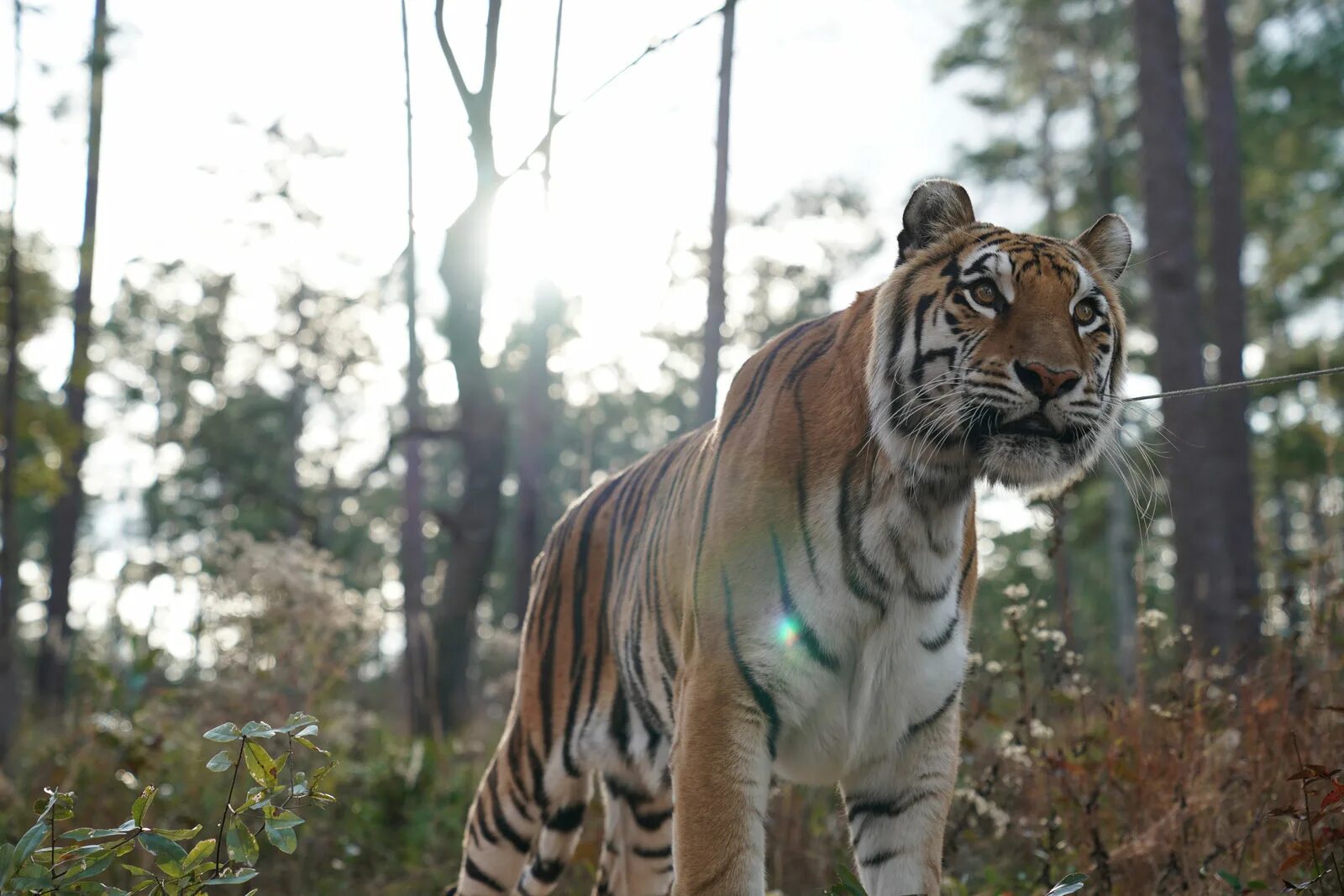 Парящий тигр (2022) film. The tiger and the big wind. Стивен кинг ветер сквозь замочную скважину обложка темная башня. Амурский тигр и бенгальский тигр. Тигр фильм 2022.