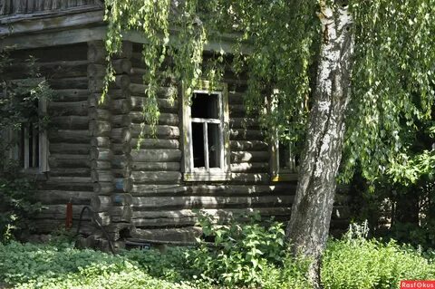 Березки у крыльца