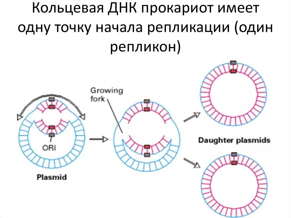 Кольцевая днк прокариот. Схема репликации ДНК эукариот. Схема репликации ДНК эукариотических клеток. Характеристики репликации прокариот. Схема репликации у бактерий.