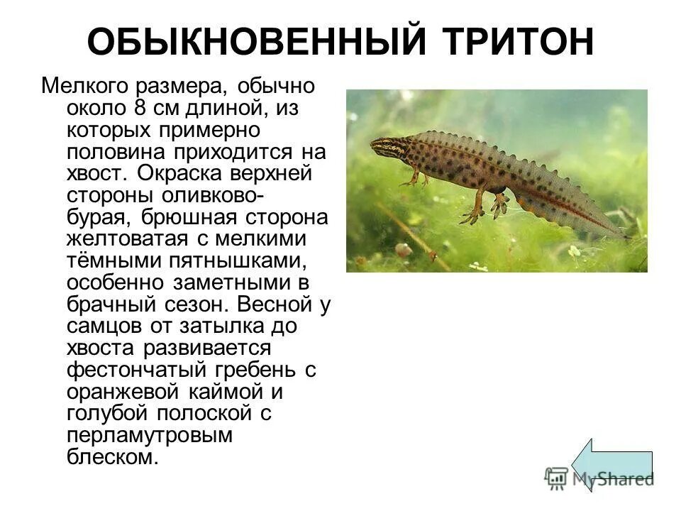 гребенчатый тритон самец и самка. особенности обыкновенного тритона. земноводные 2 класс тритон. ареал уссурийский когтистый тритон. отряд хвостатые амфибии характеристика.