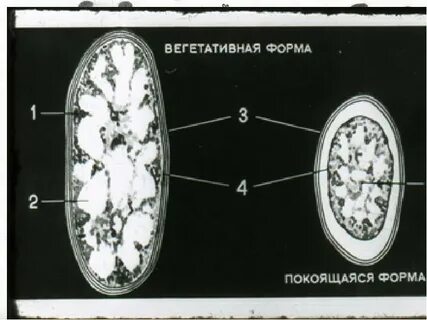 Покоящиеся формы