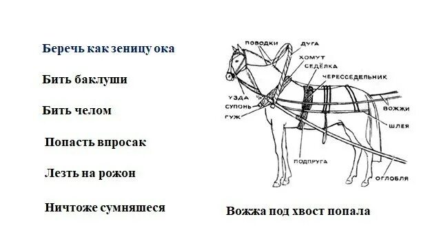 Вожжа попала. Вожжа под хвост попала. Вожжа под хвост попала значение. Вожжа под хвост попала фразеологизм. Шлея под хвост.