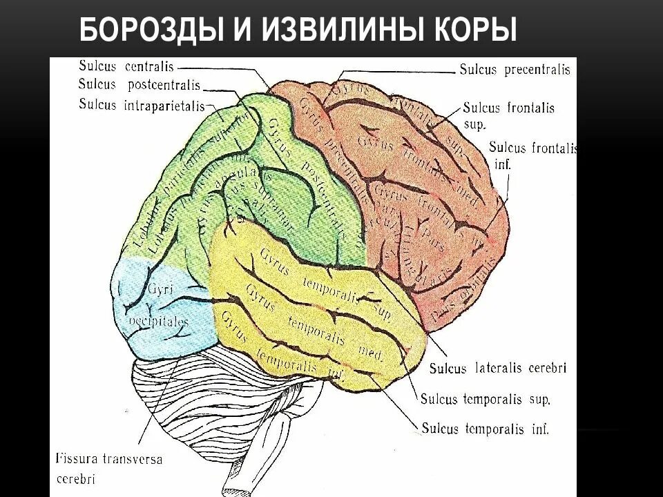 Центральная извилина мозга. Анатомия коры головного мозга доли борозды извилины. Борозды и извилины коры больших полушарий. Строение головного мозга доли борозды извилины. Борозды и извилины больших полушарий строение.