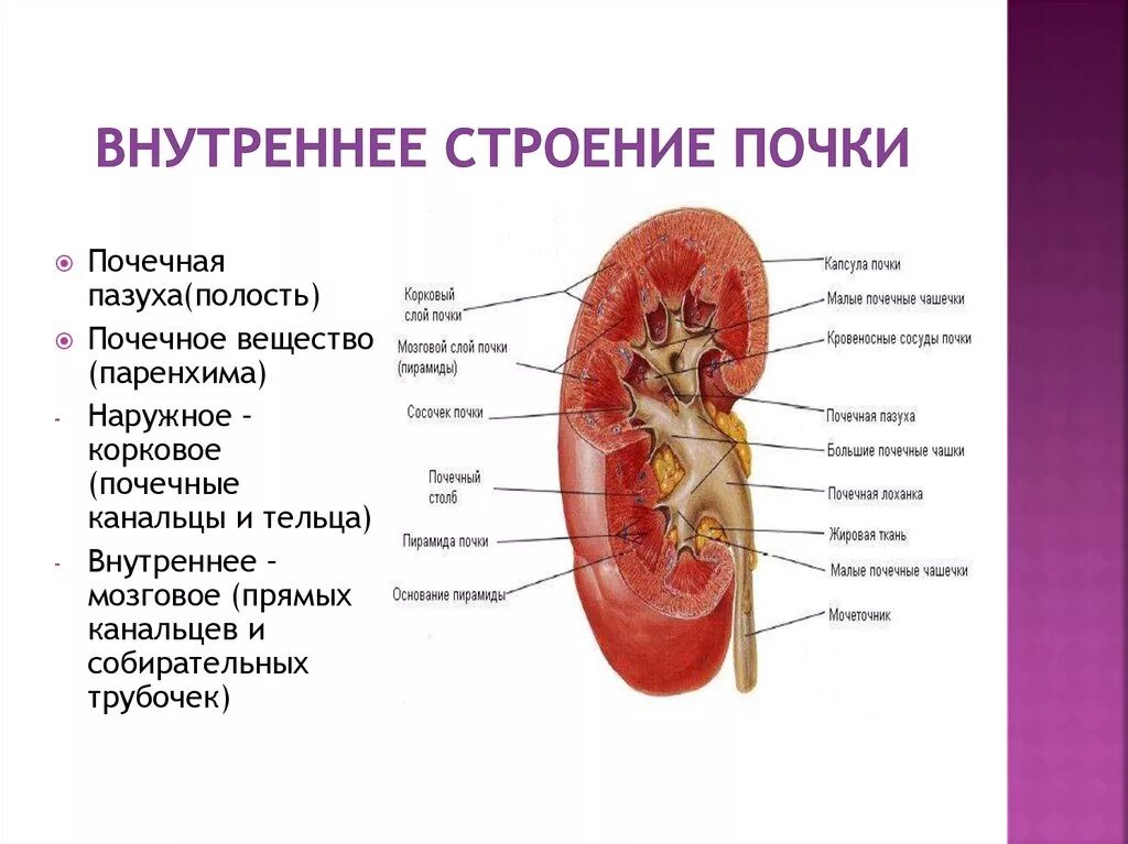 А также внутреннее и. Анатомическое строение почки. Наружное строение почки. Внутреннее строение почки анатомия. Почка внутреннее строение основные признаки.