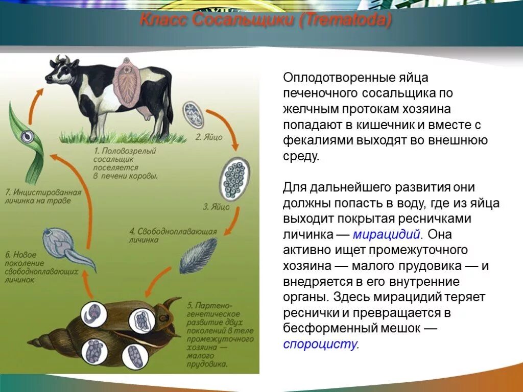 Основным хозяином печеночного сосальщика является. Промежуточный хозяин печеночного сосальщика. печеночный сосальщик основной хозяин,промежуточный хозяин. цикл развития печеночного сосальщика промежуточный хозяин. жизненный цикл печеночного сосальщика хозяин.