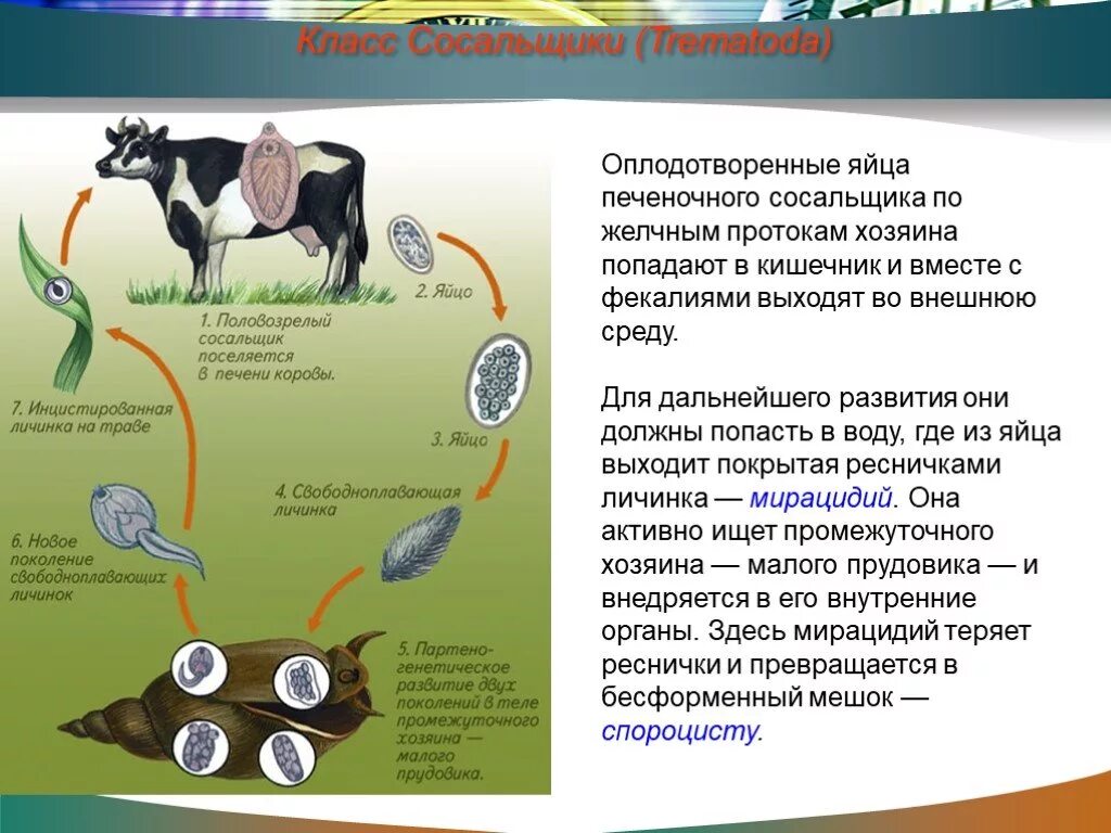 Хозяин печеночного сосальщика является