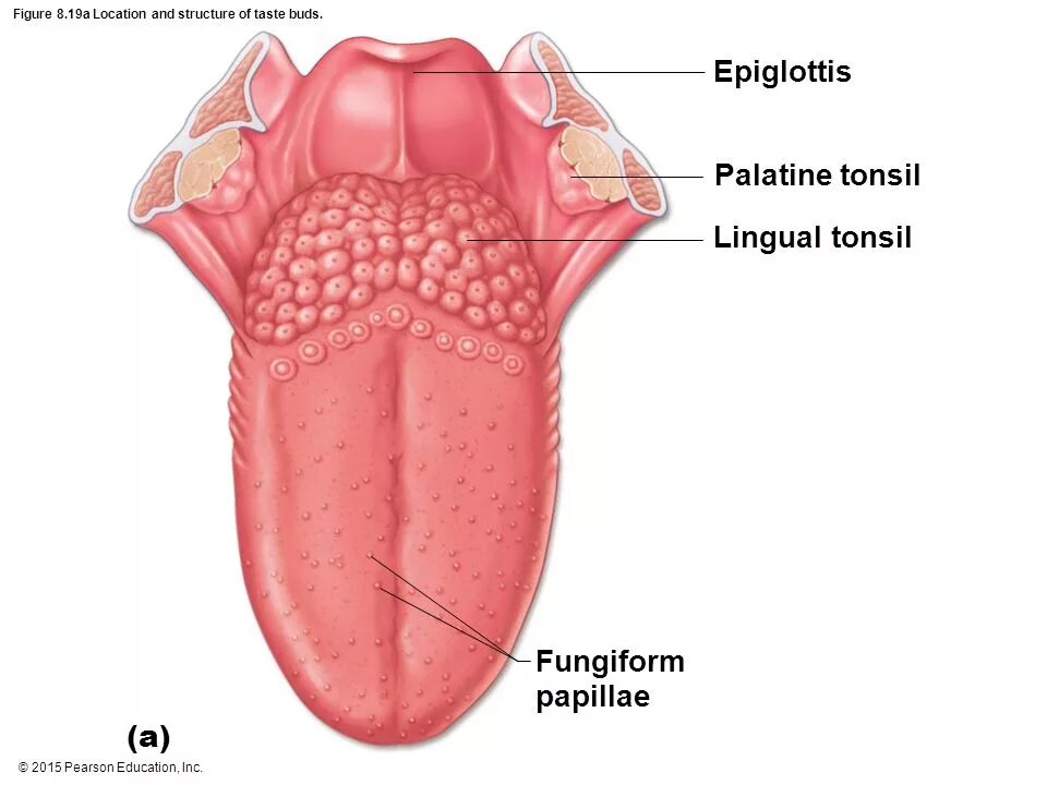 Строение корня языка у человека. Анатомические части языка. State tongue