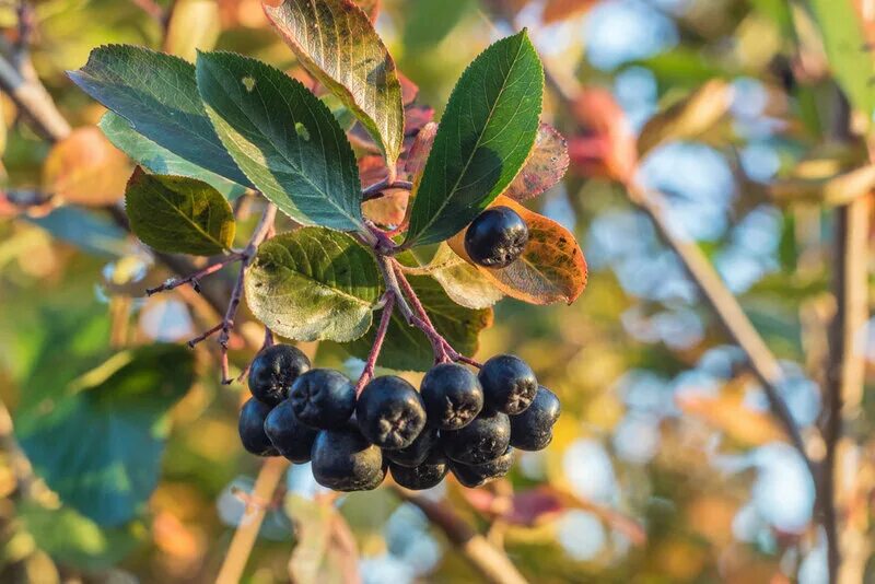 калина крупноплодная черноплодная. калина рябина черноплодная. калина черноплодная. калина черноплодная. калина черноплодная куст.