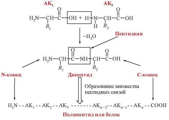 Реакция образования дипептидов. Образование дипептида. Схема образования дипептида. Образование дипептидов из аминокислот. При сжигании дипептида природного