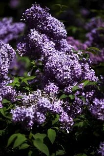 Фиолетовые кусты