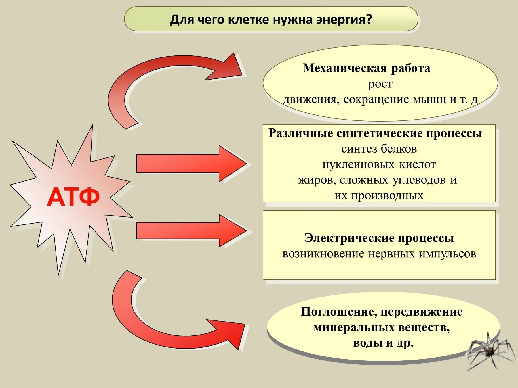 Атф содержится. Энергия атф необходима для. процессы требующие затрат энергии атф. энергия клетки атф. роль атф в процессах жизнедеятельности.