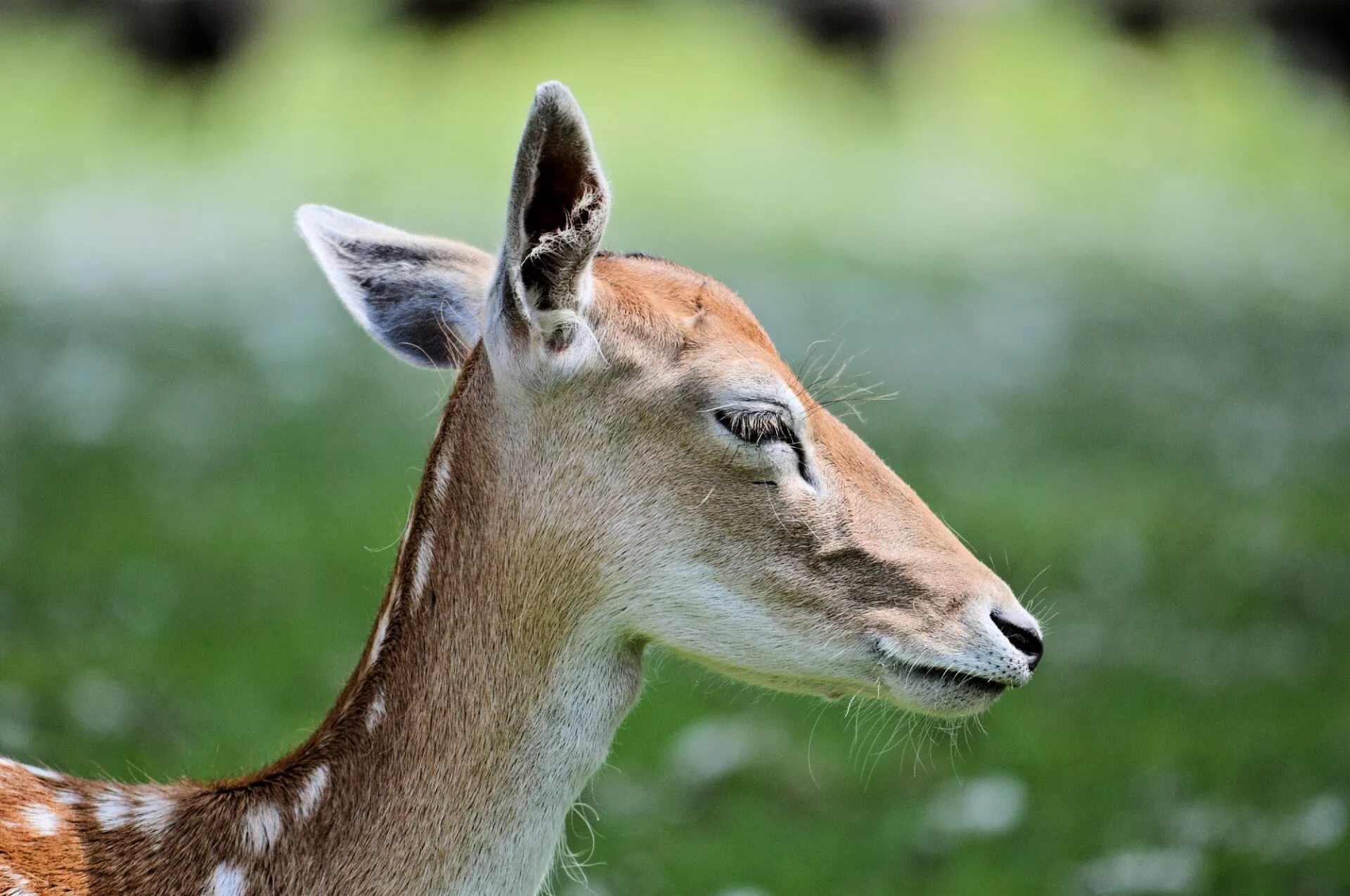 Олененок ресницы. Олененок с ресничками. Buck animal. Deer marie