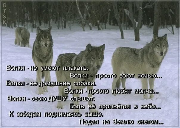 Почему говорят волк. Волки и шакалы цитаты. Стих про волка. Цитаты волка. Что умеет волк.