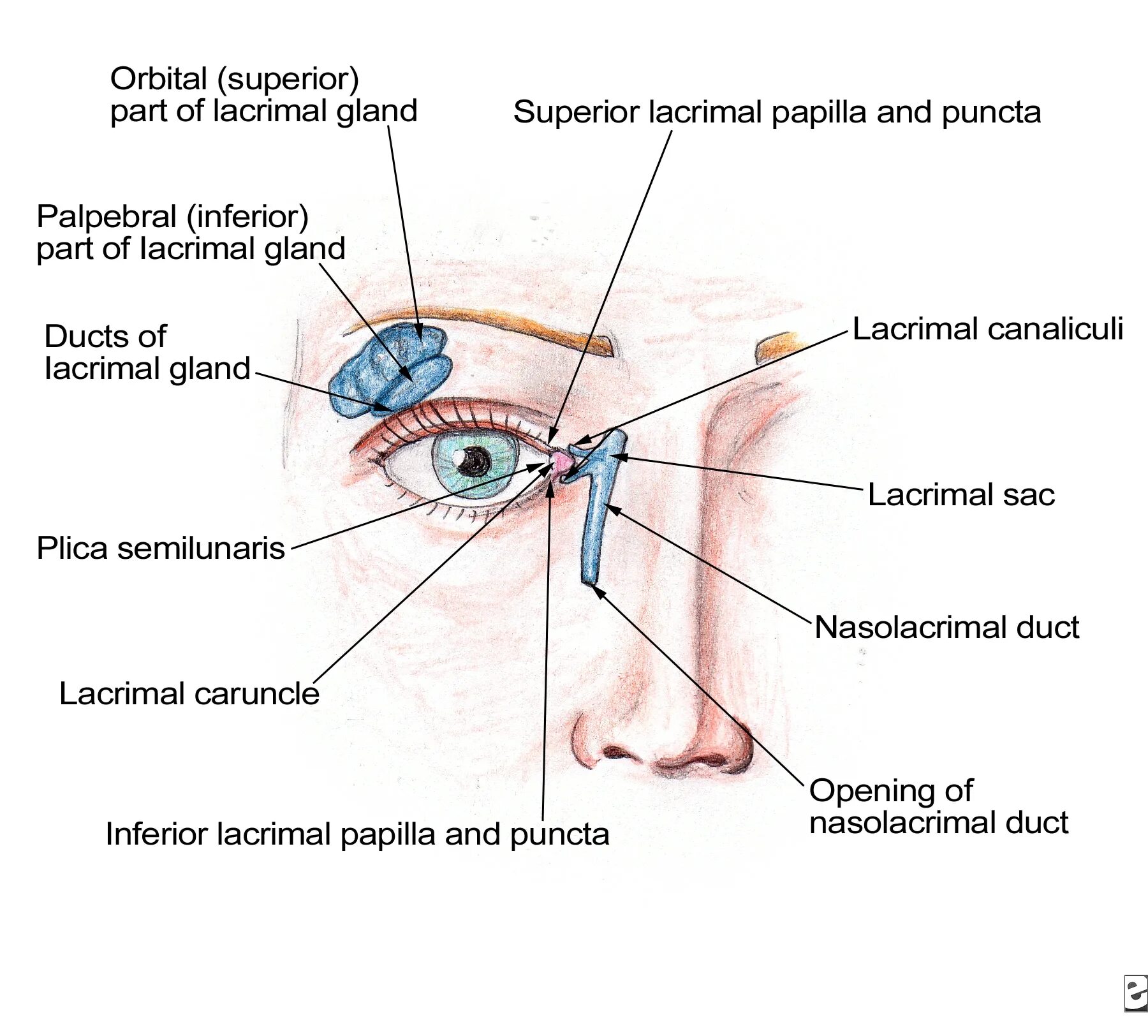 Края глазницы. Слезная железа lacrimal Gland. Верхний конъюнктивальный мешок анатомия. Строение глаза конъюнктивальный мешок.