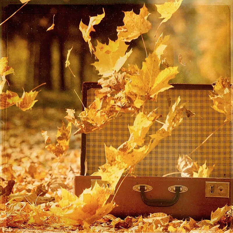 Приходит октябрь. Осень на пороге. Гифы осень. Чемодан с осенними листьями. День собирания осенних листьев.