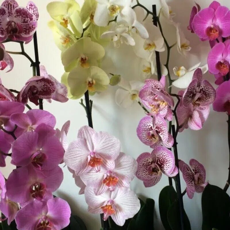 Pin on Green Realms Orchid flower, Phalaenopsis orchid, Dendrobium orchids