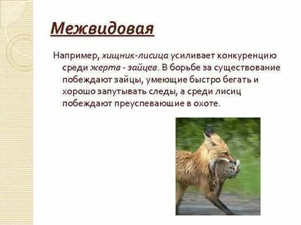 Почему считается нет серьезных конкурентов среди хищников