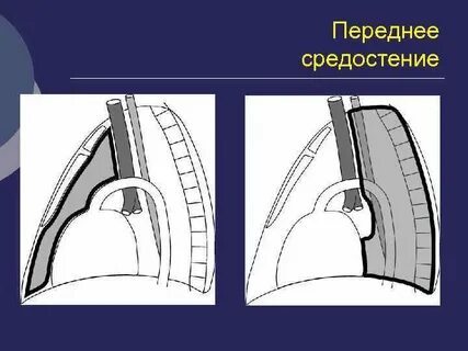 Органы среднего средостения