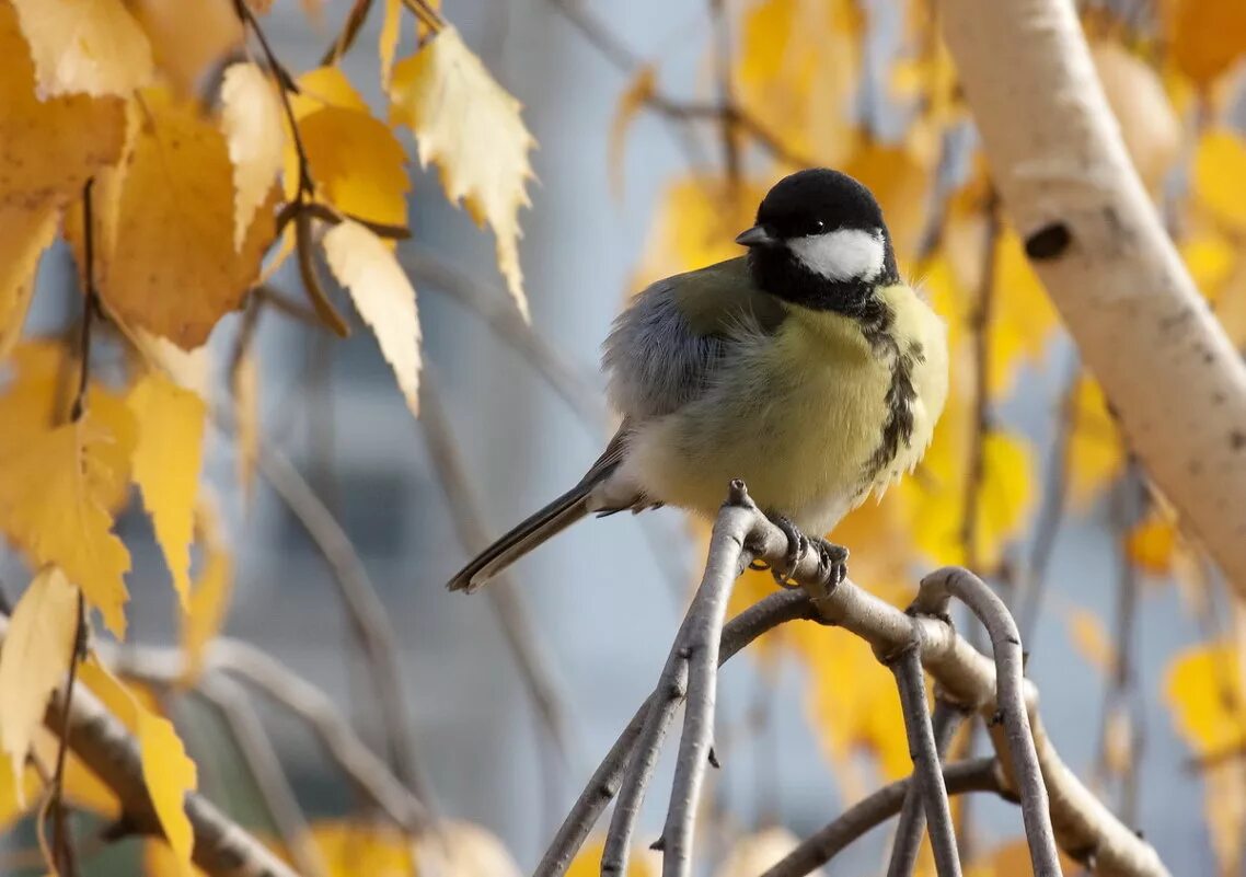 красивые птицы. синица в осеннем лесу. синицы лазоревки на ветке. сибирская синица. птицы осенью.
