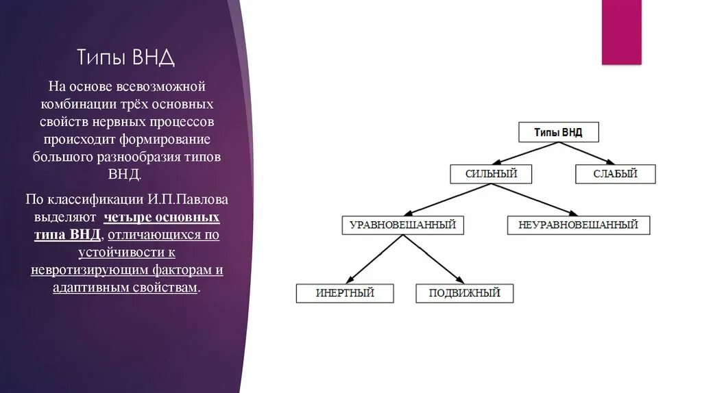 Что лежит в основе нервной деятельности человека. Согласно классификации и.п. Павлова, выделяют следующие типы ВНД:. Таблица «типы высшей нервной деятельности, по и.п. Павлову». Классификация ВНД по Павлову. Типы высшей нервной деятельности ВНД.