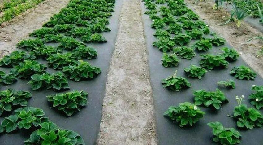 Посадка клубники. Мульчирование клубники спанбондом. Посадка ремонтантной клубники. Грядки для виктории. Грядки клубники под укрывным материалом.