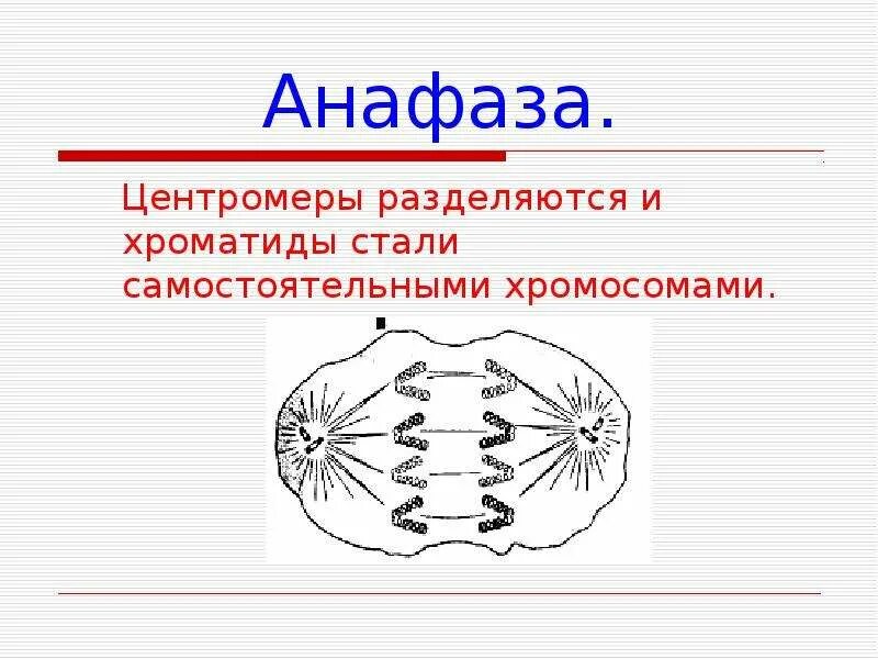 Сколько клеток в анафазе. Деление клетки анафаза. Центромеры разделяются. Анафаза митоза. Деление центромеры.