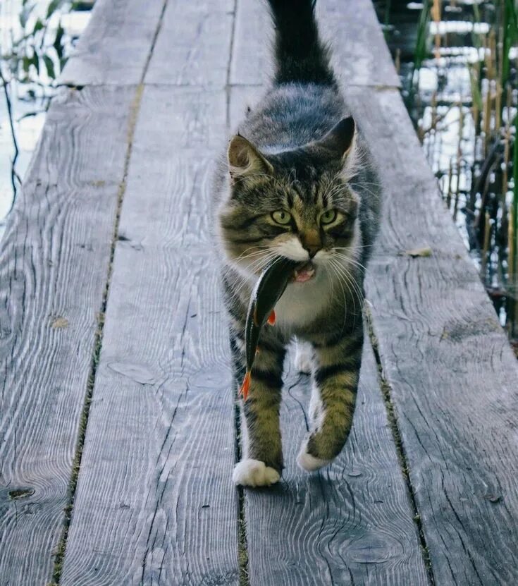 Коты 10 смешных