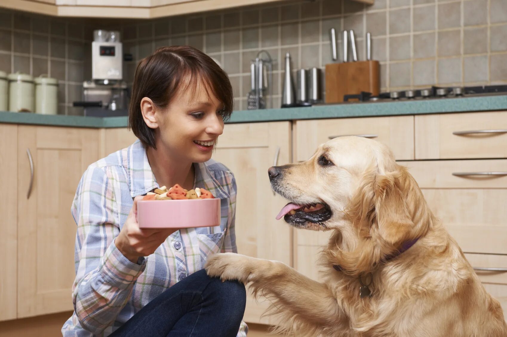 Дог Ситтер. Корм для собак. Собака с хозяйкой. Кормление собак. Pet owner