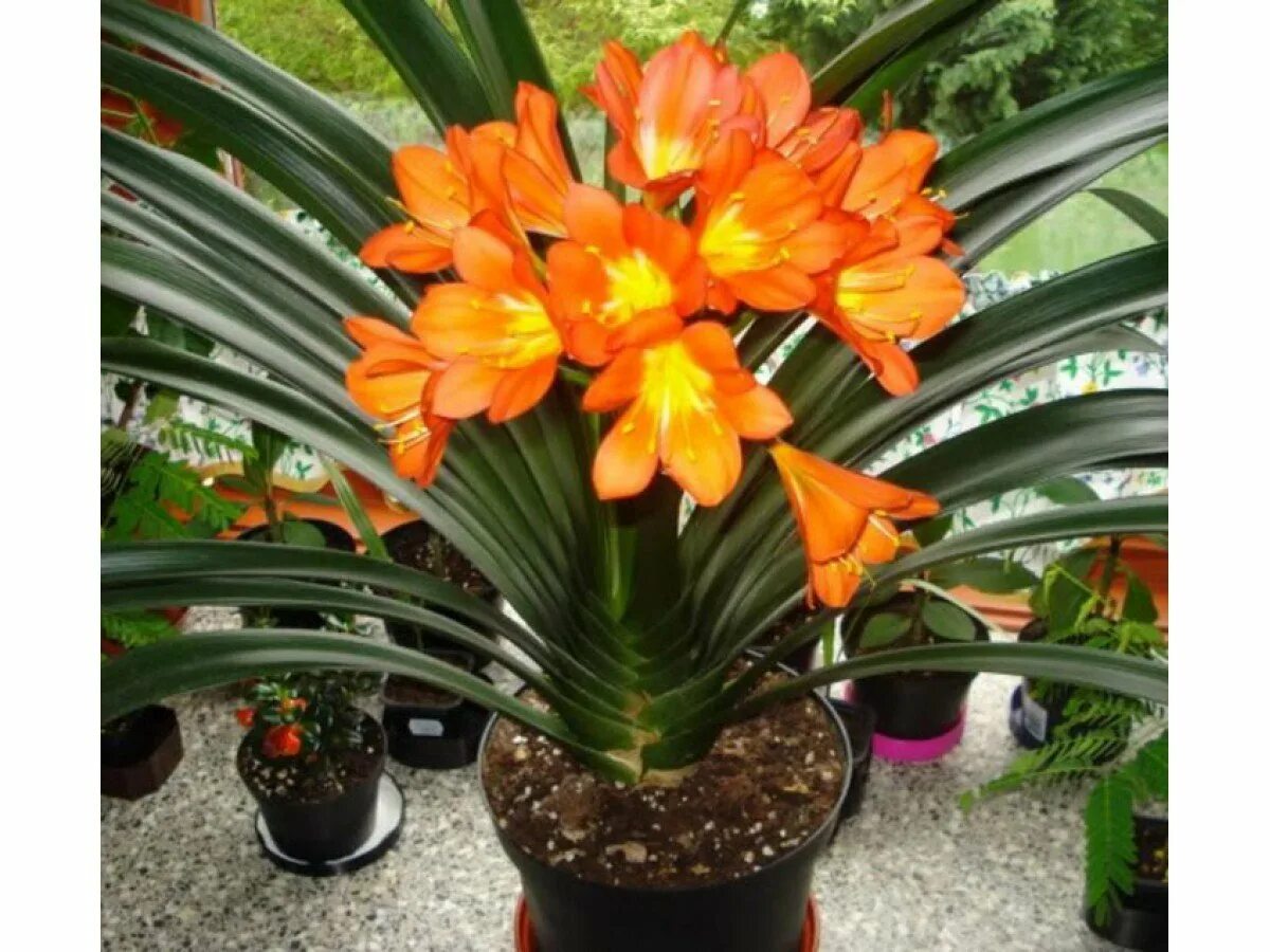 Цветок кливия киноварная. Кливия. Кливия (clivia miniata). Кливия (clivia miniata). Кливия киноварная.