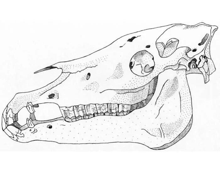 Череп лошади сбоку. Отряд непарнокопытные череп. Строение черепа лошади анатомия. Череп лошади снизу. Особенности строения зубной системы парнокопытных